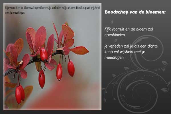 bloemenboodschap-1