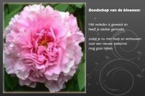 bloemenboodschap-3