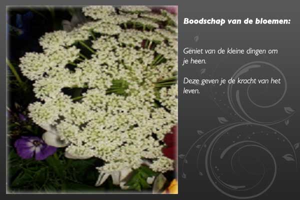 bloemenboodschap-4