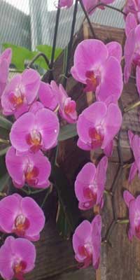 de-orchidee